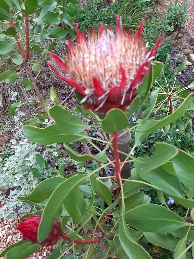 Mountain View Swellendam Apartment Bagian luar foto